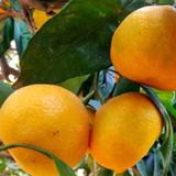 Tüplü Aşılı Bol Verimli Primasol Mandalina Fidanı
