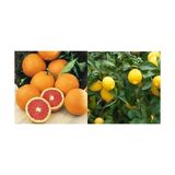 Tüplü Aşılı Cara Cara Portakal + Yediveren Limon Fidanı 2 Yaş (2li Paket)