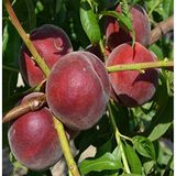 Tüplü Aşılı Erkenci Royal Gem Şeftali Fidanı