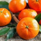 Tüplü Aşılı Geç Hasat Edilebilen W.murcot Mandalina Fidanı