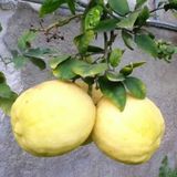 Tüplü Aşılı İri Meyveli Verimli Extra Jumbo Limon Fidanı