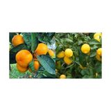 Tüplü Aşılı Kokulu Bodrum Mandalinası + Yediveren Limon Fidanı (2li Paket)