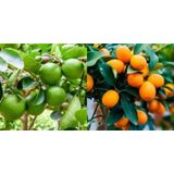 Tüplü Aşılı Lime Misket Limon+ Kamkat Fidanı 2 Yaş 2Li Paket
