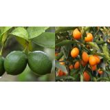 TÜPLÜ AŞILI LİME MİSKET LİMON+ KAMKAT FİDANI 2 YAŞ (2Lİ PAKET)