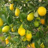 Tüplü Aşılı Lime Quat (Limon Kamkat) Fidanı 2 Yaş 90-110 Cm Boy