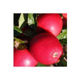 Tüplü Aşılı Özel Ürün Erkenci Yaz Elması Bol Verimli Tam Bodur Buckeye Gala Elma Fidanı