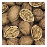 Tüplü Aşılı Ronde de Montignac Ceviz Fidanı