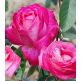 Tüplü Aşılı Rose Dot Pembe Beyaz Yediveren Kokulu Gül Fidanı