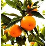 TÜPLÜ AŞILI SATSUMA MANDALİNA FİDANI YAŞ 1-2 BOY 90-110CM