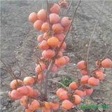TÜPLÜ AŞILI TRABZON HURMASI ROJO BRİLLANTE FİDANI
