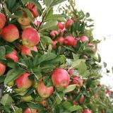 Tüplü Aşılı Yarıbodur Verimli Aromatik Kanzi Elma Fidanı