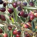 TÜPLÜ AYVALIK ZEYTİN FİDANI(2 ADET)