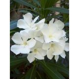 Tüplü Beyaz Zakkum Nerium Oleander Fidanı