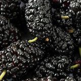 Tüplü Black Lion Kara Dut Fidanı