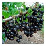 Tüplü Black Rosenthals Siyah Frenk Üzümü Fidanı