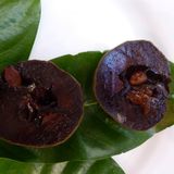 Tüplü Black Sapote (Çikolata Meyvesi) Fidanı