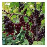 Tüplü Black Tokat 3 Frenk Üzümü Fidanı