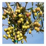 Tüplü Bodur Arbequina Zeytin Fidanı 1 Yaş - 40-60 Cm Boy- 4 Adet