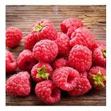 Tüplü Bol Verimli Aromatik Yediveren Ahududu Fidanı