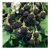 Tüplü Bol Verimli Boysenberry Böğürtlen Fidanı