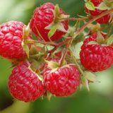Tüplü Bol Verimli Wilamette Ahududu (frambuaz) Fidanı