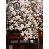Tüplü Büyük Çiçekli Manolya Fidanı (Magnolia Grandiflora) Herdem Yeşil Kokulu