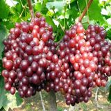 Tüplü Büyük Taneli Silifke Ceviz Üzüm Fidanı
