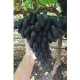Tüplü Çekirdeksiz Finger Black Üzüm Fidanı