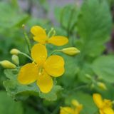 Tüplü (Chelidonium Majus) Kırlangıç Otu Fidanı
