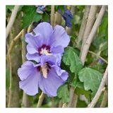 Tüplü Çit Hatmi (Hibiscus Syriacus) Fidanı