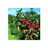 Tüplü Coffea Arabica Kahve Fidanı