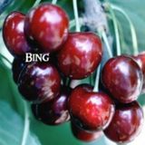 Tüplü Çok İri Meyveli Bing Kiraz Fidanı