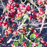 Tüplü Cotoneaster Taş Elması Fidanı