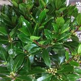 Tüplü Defne Ağacı (Laurus nobilis) Fidanı