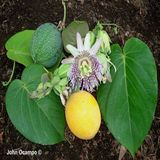 Tüplü Dona Dayanıklı Passiflora Ligularis Sweet Granidalla Fidanı