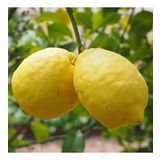Tüplü Donlara Dayanıklı Yarı Bodur Nadir Kütdiken Limon Fidanı