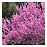 Tüplü Erguvan Pink Fidanı (30-60 cm)