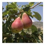Tüplü Etruşka(Etrusca) Armut Fidanı