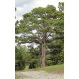 Tüplü Fıstık Çamı Fidanı (Pinus Pinea) - Bahçe ve Peyzaj İçin 4 Mevsim Dikilebilir Canlı Çam Ağacı Fidanı