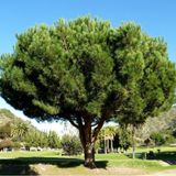 Tüplü Fıstık Çamı pinus Pinea Fidanı