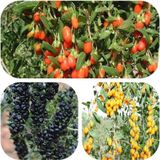 Tüplü Goji Berry Fidanı Paketi Siyah-sarı-kırmızı Tek Pakette