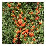 Tüplü Goji Berry Kırmızı Kurt Üzümü Fidanı
