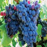Tüplü Grenache Üzüm Fidanı Nadir Çeşit