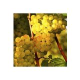 Tüplü Hoş Kokulu Aromatik Chardonnay Üzüm Asma-Bağ Fidanı