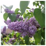 Tüplü Hoş Kokulu Leylak (Syringa) Fidanı 30-60 Cm