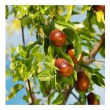 TÜPLÜ HÜNNAP FİDANI 1 YAŞ 40-60 CM BOY