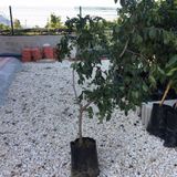 TÜPLÜ HÜNNAP FİDANI 4 YAŞ BOY 80-100CM