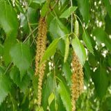 Tüplü Huş Ağacı Fidanı