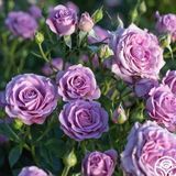 Tuplu Iri Goncali Parfum Kokulu Violet Menekse Renkli Yediveren Gul Fidani