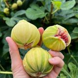 Tuplu Iri Meyveli Cilek Aromali Tiger Fig 2 Incir Fidani